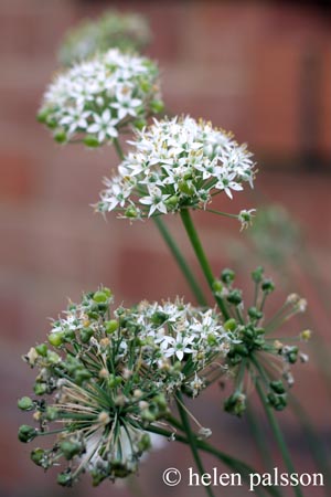 chive flower