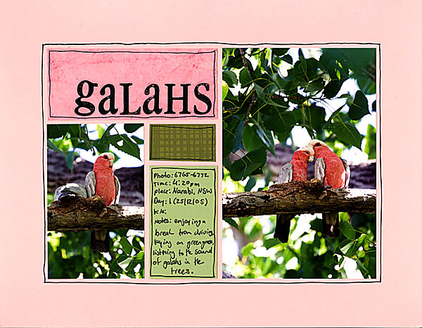 Galahs