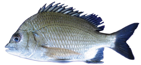 Pikey-bream-Acanthopagrus-berda