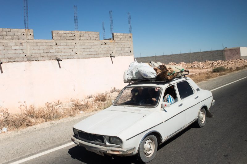 goats and sheep on the roof rack of a white car